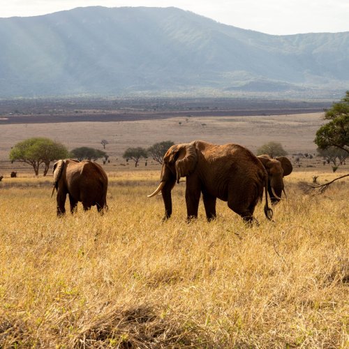 Elephants - Tsavo East