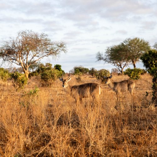 Waterbuck - Tsavo East