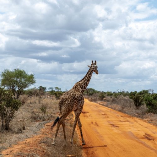 Giraffe - Tsavo East