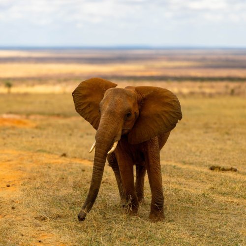 Elephant matriarch - Tsavo East
