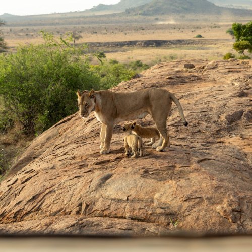 Mother lion and cubs - Tsavo East