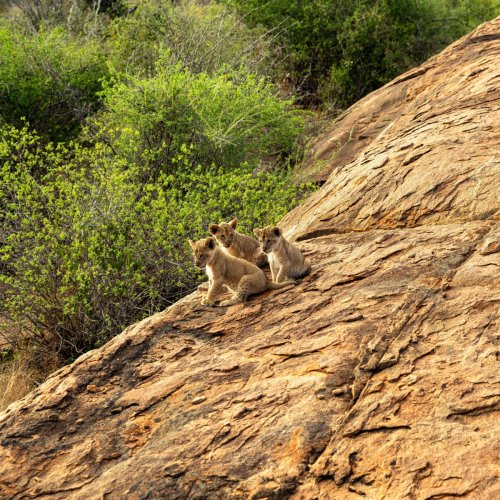 Lion-cubs - Tsavo East